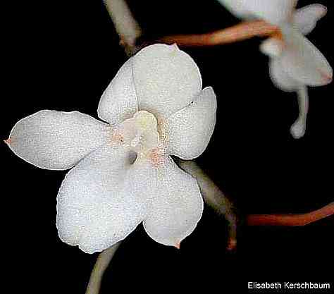 Aerangis mystacidii